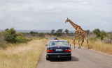 Giraffe auf der Straße